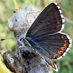 Lysandra bellargus